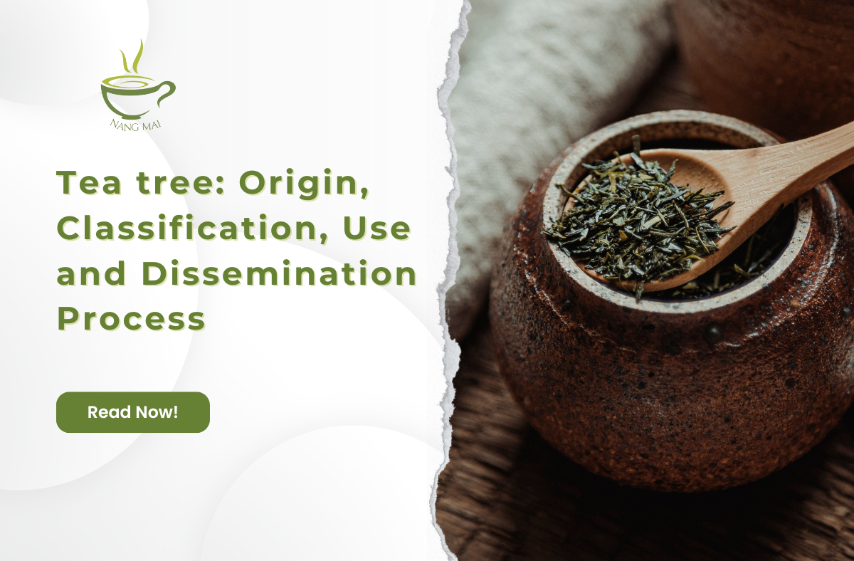 Tea tree: Origin, Classification, Use and Dissemination Process