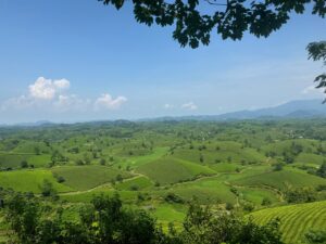 Image of green tea hills in Phu Tho