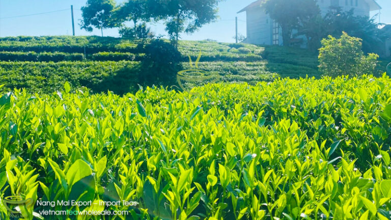 Top 7 Tea Producing Provinces in Vietnam